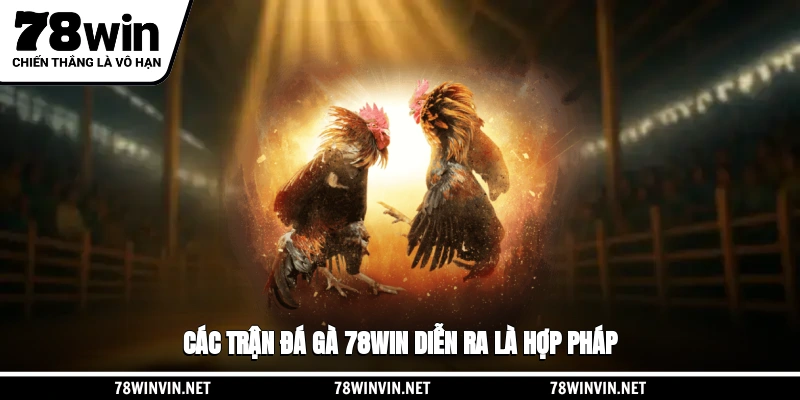 Các trận đá gà 78WIN diễn ra là hợp pháp