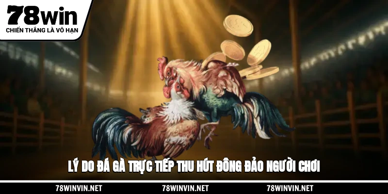 Lý do đá gà trực tiếp thu hút đông đảo người chơi